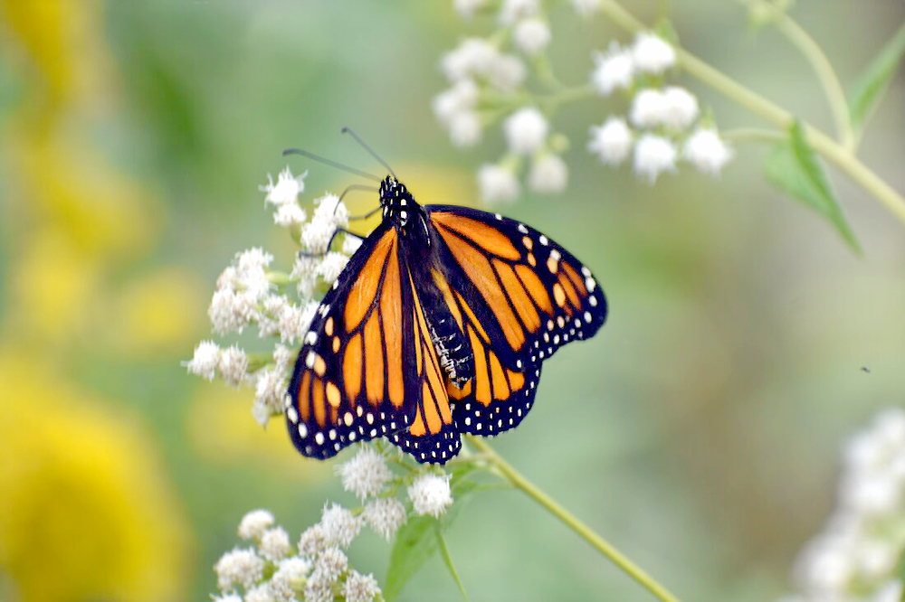 Butterfly habitat dedicated at Oglebay